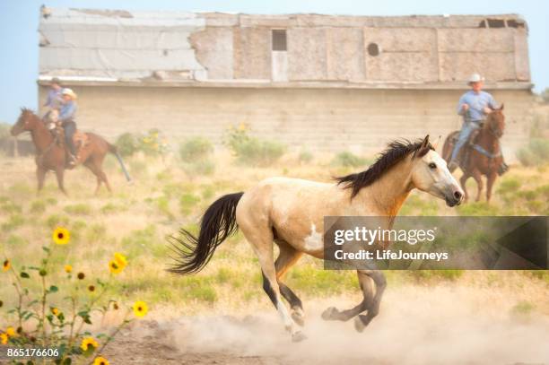 wild horse determined not to be caught by three persistent cowboys - leaving home stock pictures, royalty-free photos & images