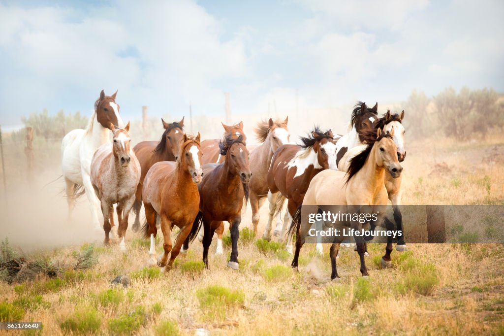 Majestueuze kudde wilde paarden die In de woestijn.  Vrijheid gebonden uit de buurt van alles wat ze zou doen schade...