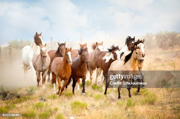 majestueuze kudde wilde paarden die in de woestijn.  vrijheid gebonden uit de buurt van alles wat ze zou doen schade... - running horses stockfoto's en -beelden