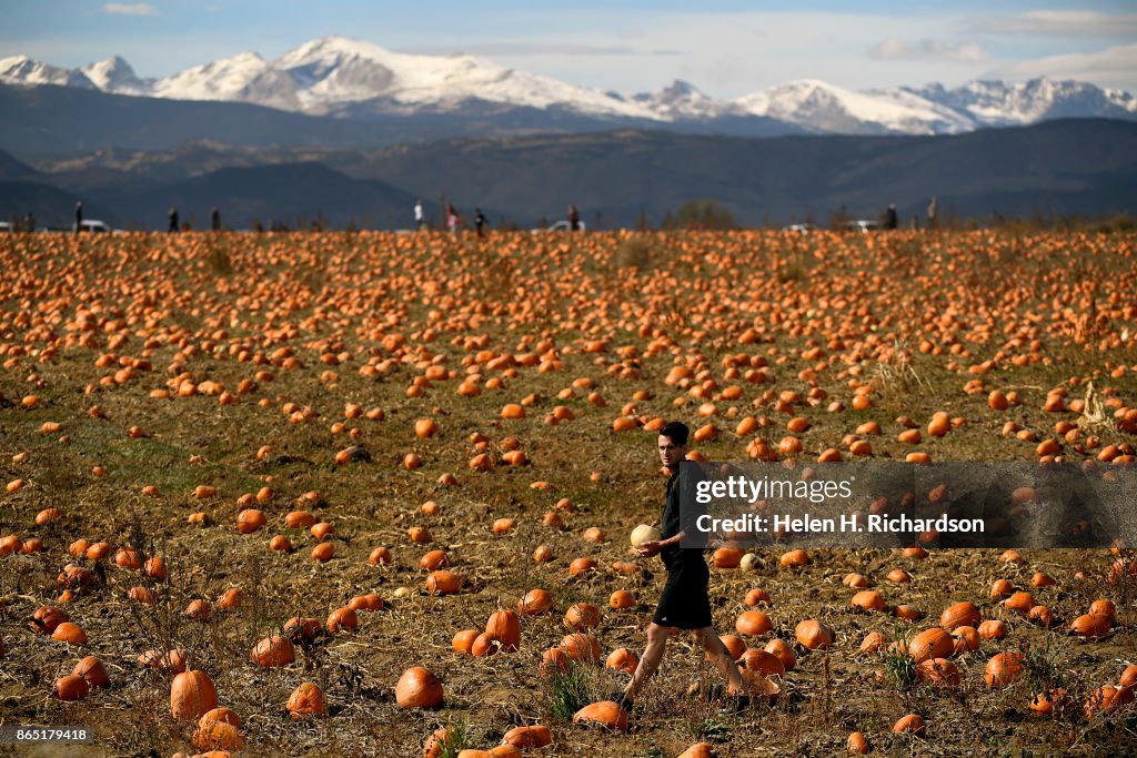 Rock Creek Pumpkin patch has thousand upon thousands of pumpkins to pick