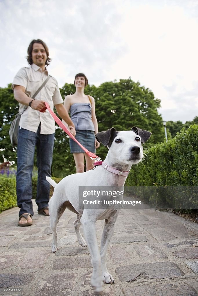 Couple walking dog