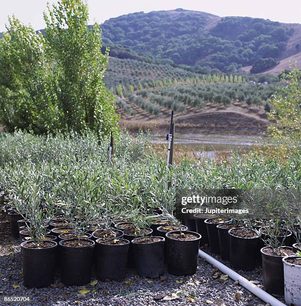 olive nursery - olive tree pot stock pictures, royalty-free photos & images