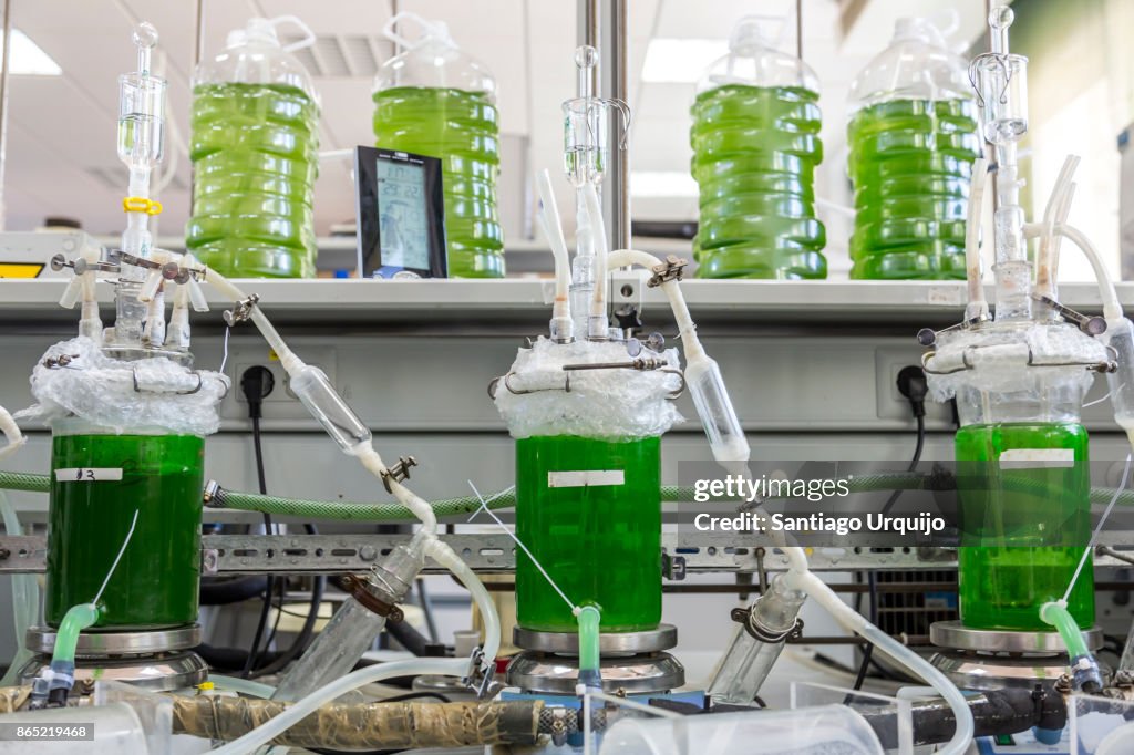 Cultivation of algae on a laboratory