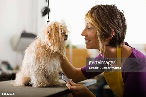 groomer with a dog - pekingese stock pictures, royalty-free photos & images
