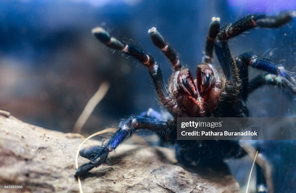 Cobalt Blue Tarantula (Fight Mode)