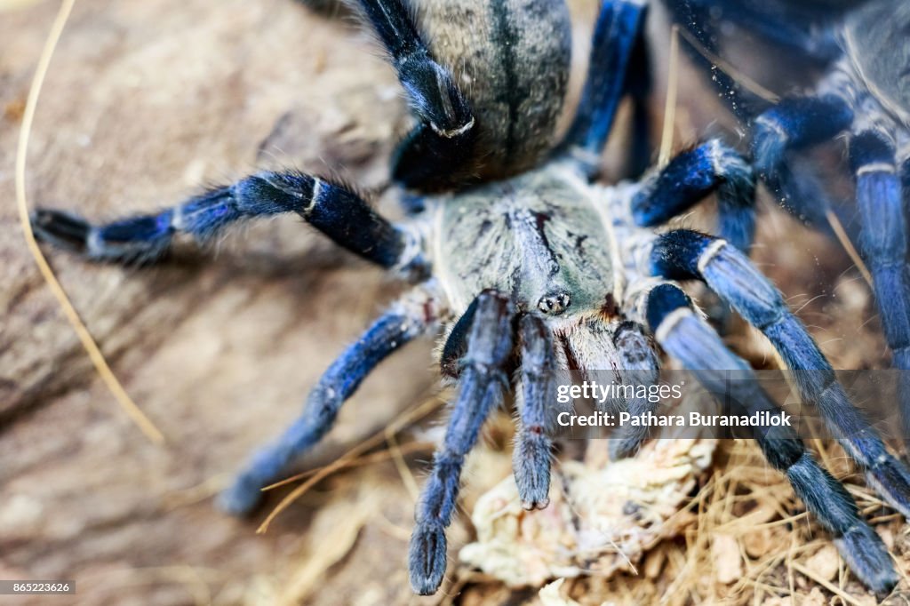Cobalt Blue Tarantula