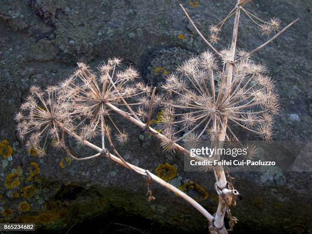 dried angelica plant at akranes, west iceland - engelwortel stockfoto's en -beelden