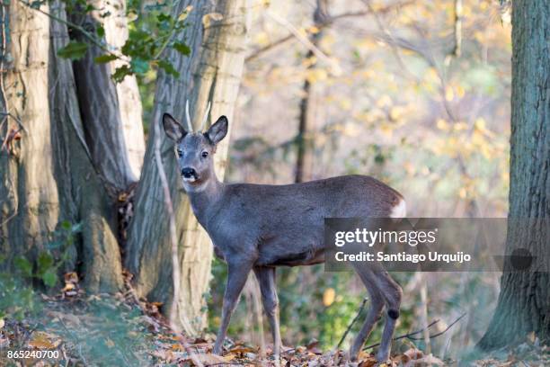Male Roe 86 Roe Land District Stock Photos, High-Res Pictures, and Images ...