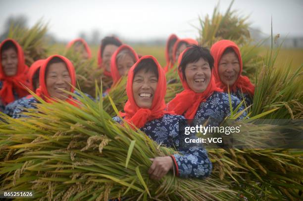 Farmers harvest rice at Xinghua on October 23, 2017 in Taizhou, Jiangsu Province of China.