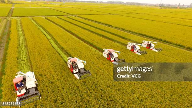 Farmers harvest rice at Xinghua on October 23, 2017 in Taizhou, Jiangsu Province of China.