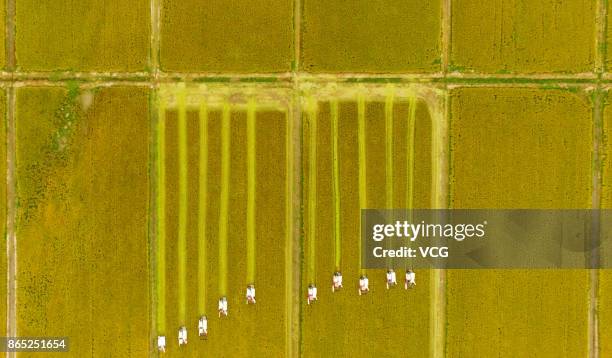 Farmers harvest rice at Xinghua on October 23, 2017 in Taizhou, Jiangsu Province of China.