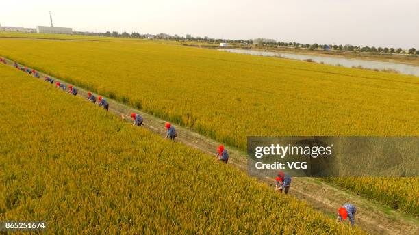 Farmers harvest rice at Xinghua on October 23, 2017 in Taizhou, Jiangsu Province of China.