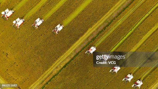 Farmers harvest rice at Xinghua on October 23, 2017 in Taizhou, Jiangsu Province of China.