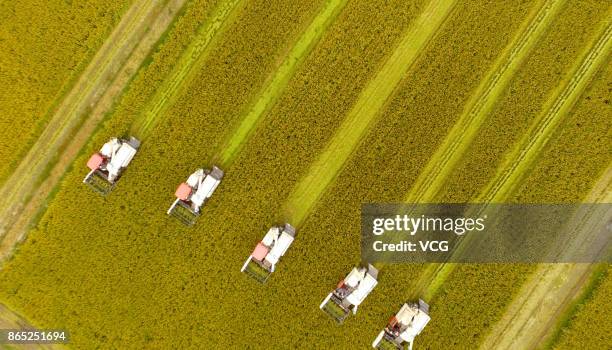 Farmers harvest rice at Xinghua on October 23, 2017 in Taizhou, Jiangsu Province of China.