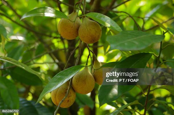 nutmeg on trees - foap stock pictures, royalty-free photos & images