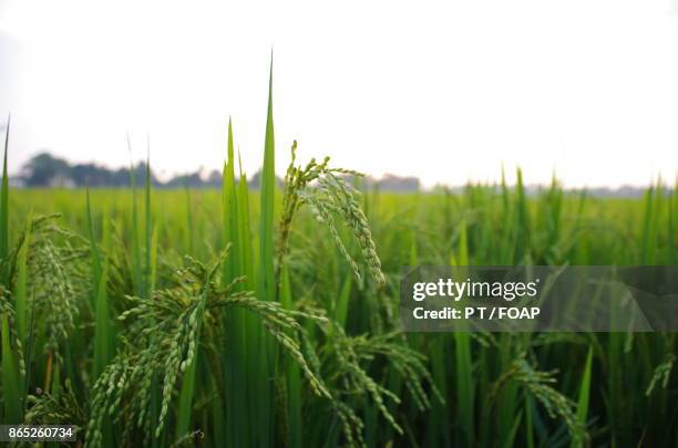 scenic view of paddy field - foap stockfoto's en -beelden