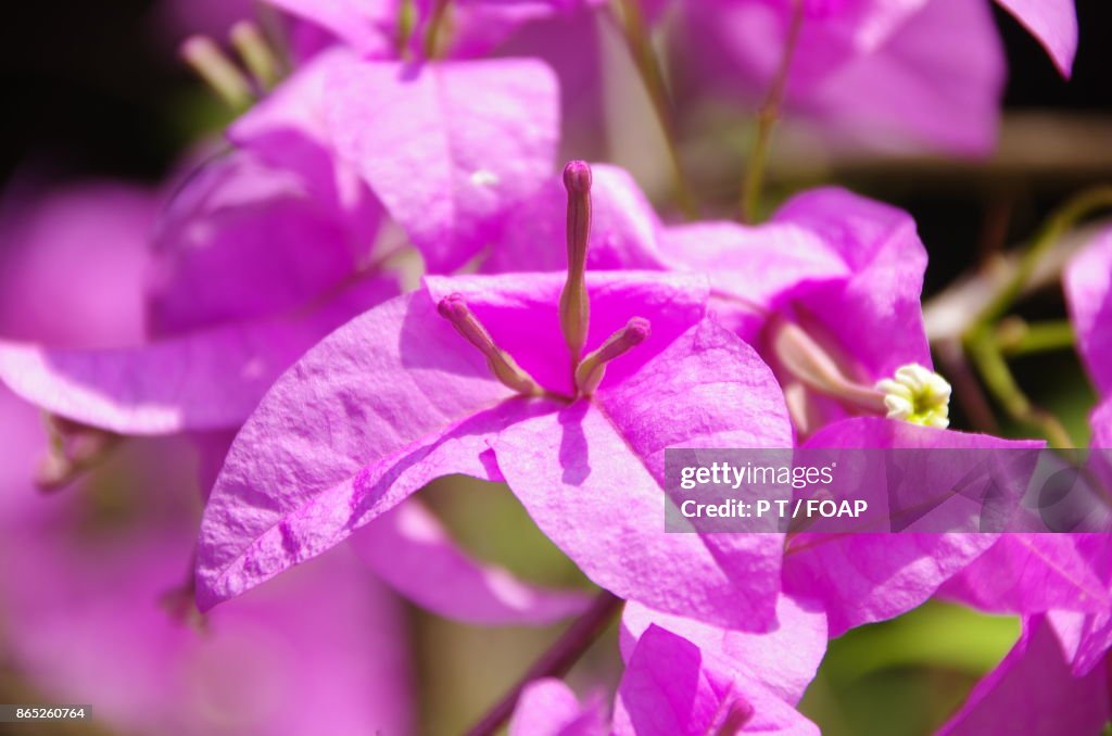 Close-up of purple flower