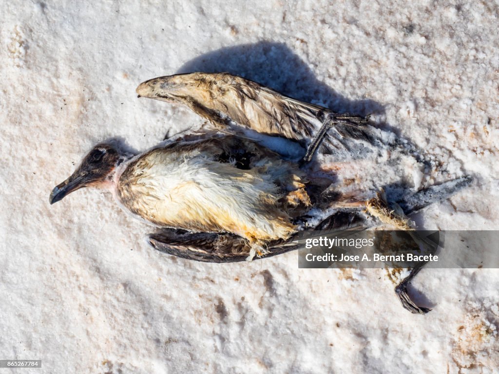 Bird Died In Decomposition For Drinking Toxic Water In A Salt Lake Affected  By Drought And Climate Change In Torrevieja Alicante Spain High-Res Stock  Photo - Getty Images
