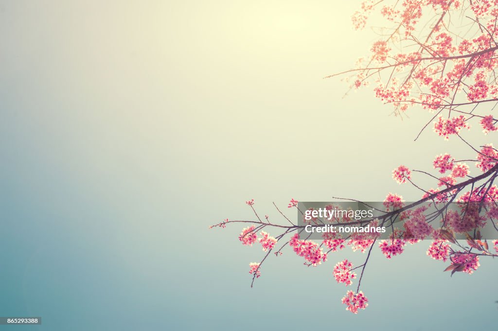 Cherry blossom tree branch