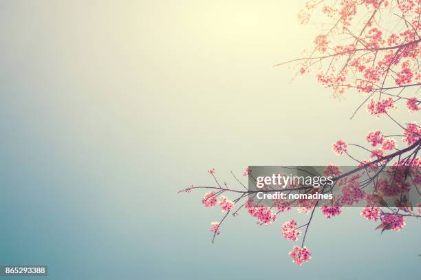 cherry blossom tree branch - cherry blossom branch stock pictures, royalty-free photos & images