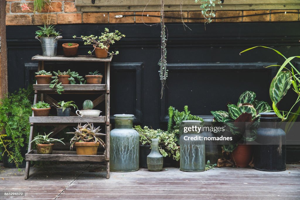 Old pottery in garden,gardening decoration element,green plant on pottery in houseplant