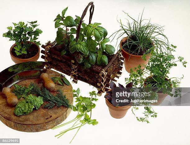 potted herbs - mincing knife stock pictures, royalty-free photos & images
