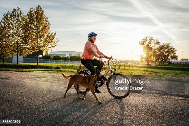 bom se comportando malinois cão e seu dono sênior - mulher gorda - fotografias e filmes do acervo