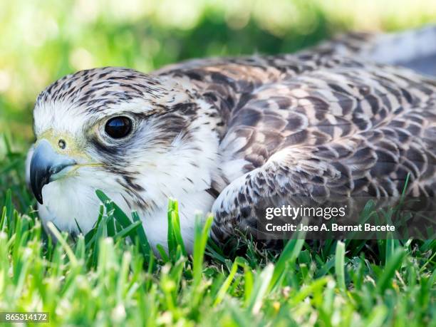 halcón sacre (falco cherrug),head close up. france - falcão gerifalte imagens e fotografias de stock
