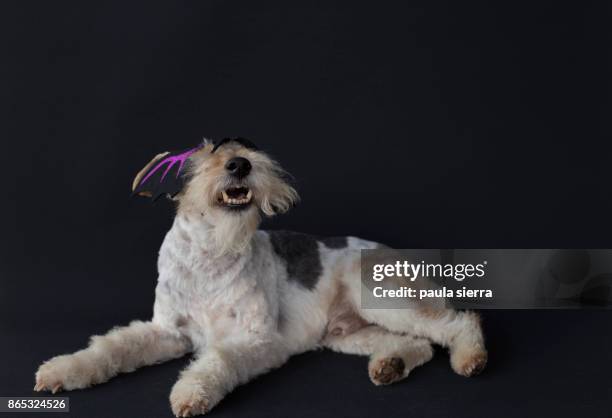 fox terrier wearing a mask - fetischmaske stock-fotos und bilder