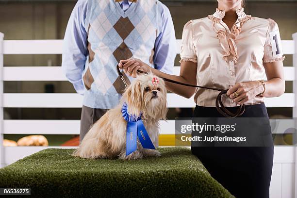 couple with dog at a dog show - show dog stock pictures, royalty-free photos & images