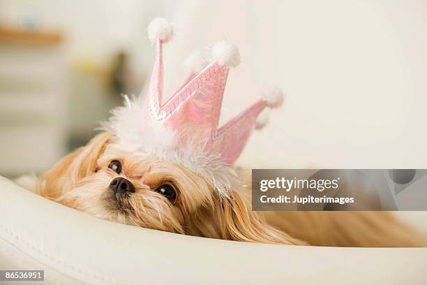 dog with a crown - pekingese stock pictures, royalty-free photos & images