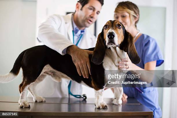 veterinarians with a dog - hound imagens e fotografias de stock
