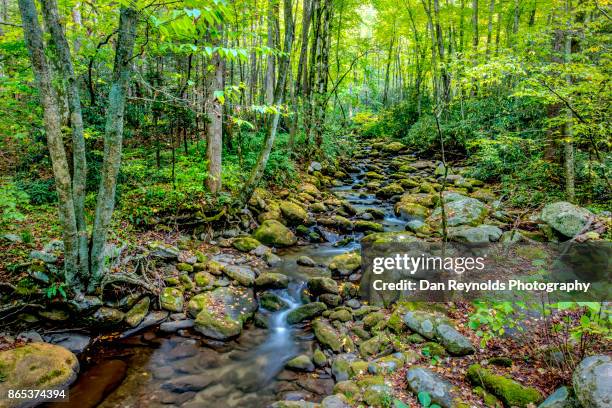 creek in great smokey mountains national park,tennessee,usa - appalachian trail fotografías e imágenes de stock