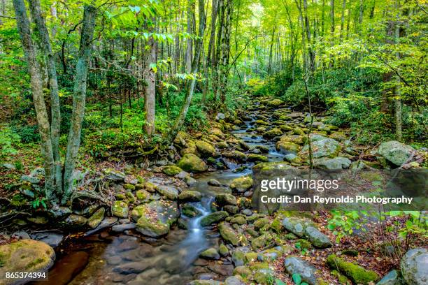 creek in great smokey mountains national park,tennessee,usa - gatlinburg stock pictures, royalty-free photos & images