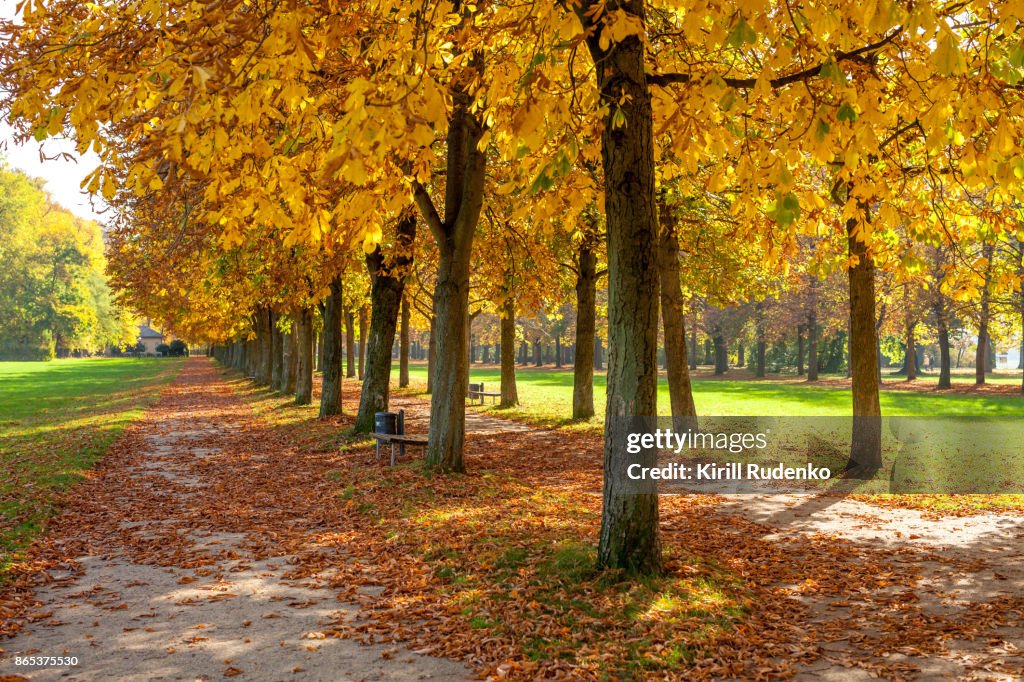 An autumn scene in Pillnitz, Saxony, Germany