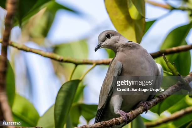 bolle's pigeon (columba bollii) - columbiformes stock-fotos und bilder