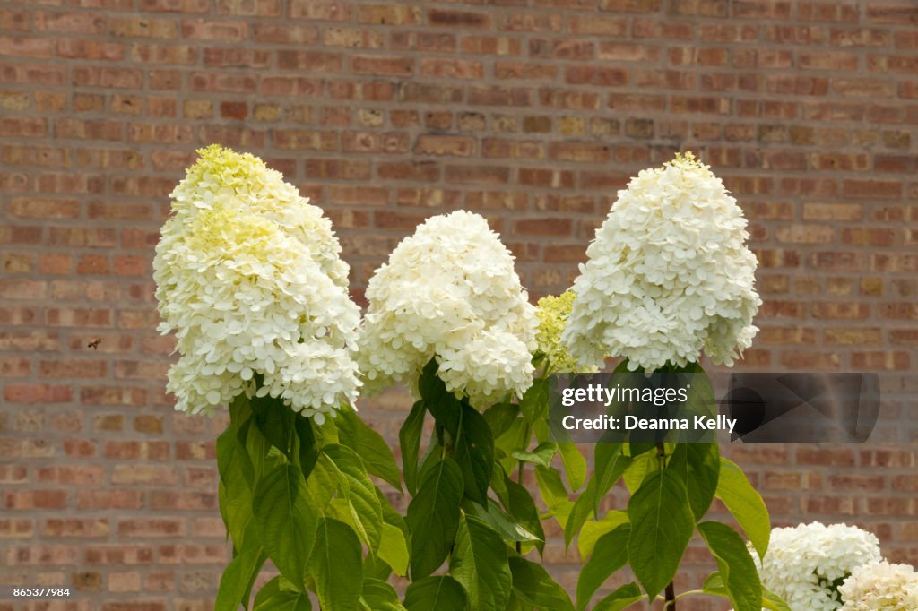 Hydrangea Stalk Three Hydrangea Paniculata Stalks With A Brick Wall Background High-Res ...