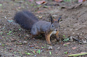 squirrel sciurine crawly on the trees