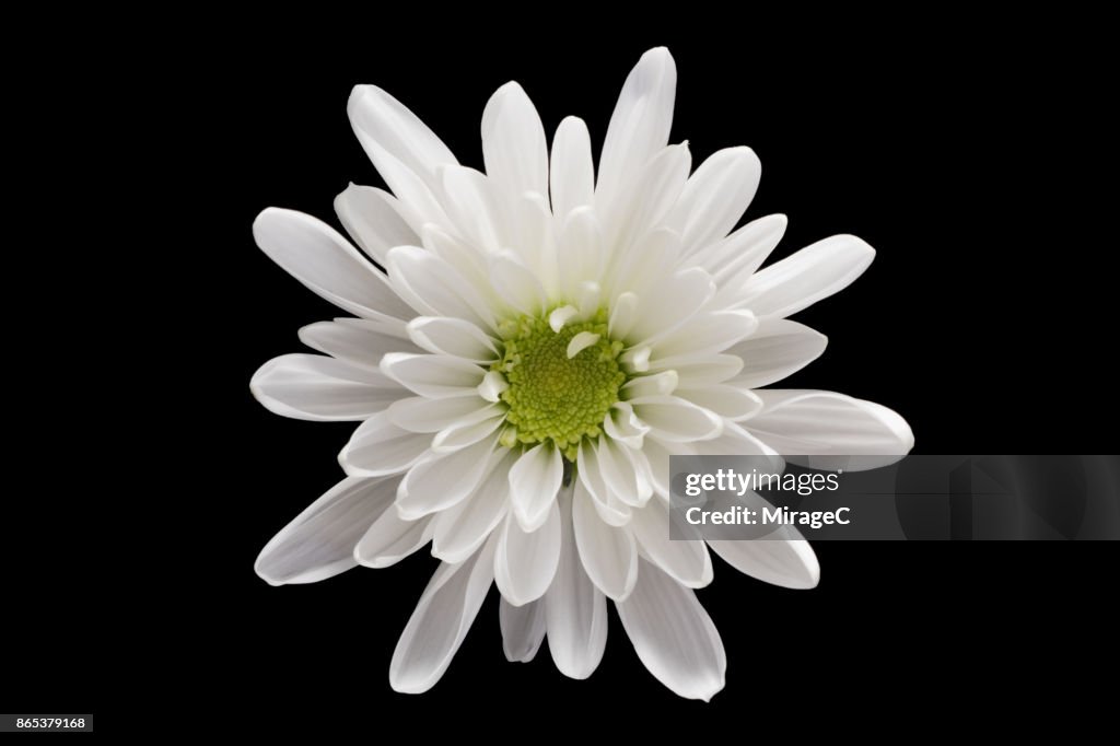 White Chrysanthemum Flower on Black Background