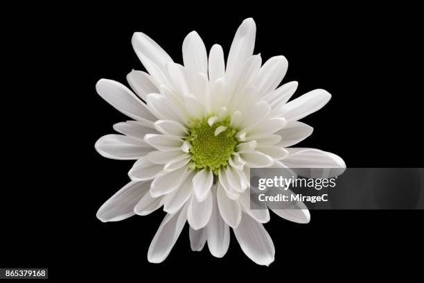 white chrysanthemum flower on black background - flower head stock pictures, royalty-free photos & images