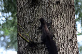 squirrel sciurine crawly on the trees