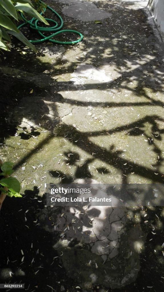 Lemon tree shade. Andalusia, Spain