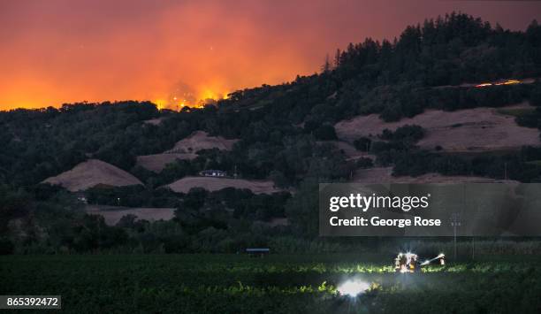 Mechanical grape harvester machine picks cabernet sauvignon while the Pocket Fire, a separate blaze burning northwest of The Tubbs Fire, burns in...
