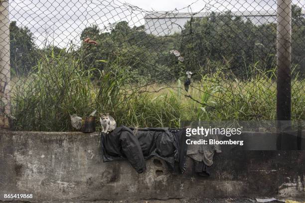 Cat sits next to clothes sitting on a wall off the side of a road in Duque de Caxias, Rio de Janeiro State, Brazil, on Thursday, Aug. 24, 2017....