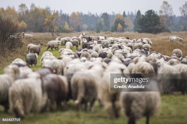 Sheep herd along with their shepherds walk trough the national road to their barns as the herding season is over as the winter arrives in Czarny...