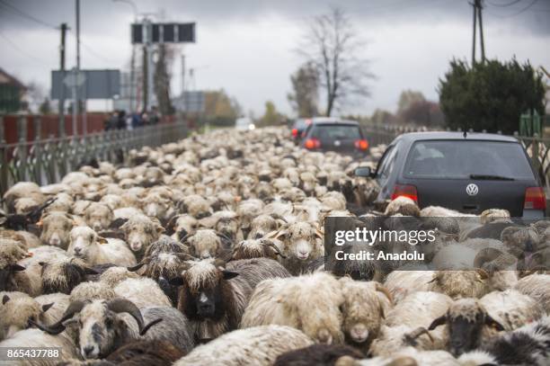 Sheep herd along with their shepherds walk trough the national road to their barns as the herding season is over as the winter arrives in Czarny...