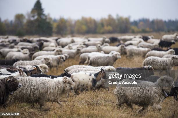 Sheep herd along with their shepherds walk trough the national road to their barns as the herding season is over as the winter arrives in Czarny...