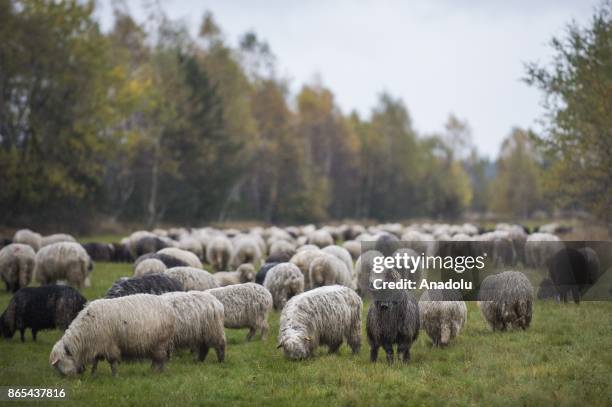 Sheep herd along with their shepherds walk trough the national road to their barns as the herding season is over as the winter arrives in Czarny...