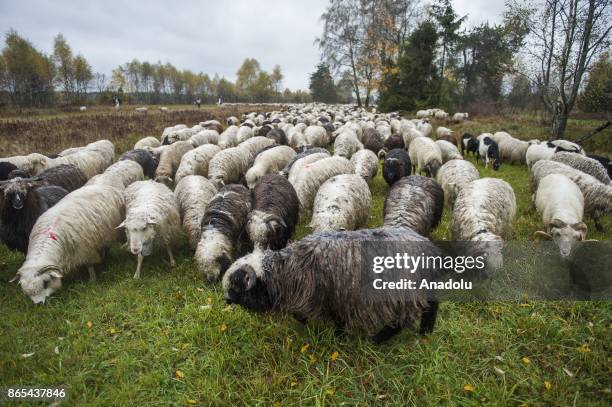 Sheep herd along with their shepherds walk trough the national road to their barns as the herding season is over as the winter arrives in Czarny...