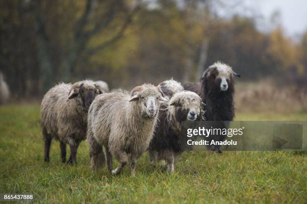Sheep herd along with their shepherds walk trough the national road to their barns as the herding season is over as the winter arrives in Czarny...